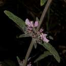 Image of Stachys cretica subsp. lesbiaca Rech. fil.