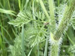 Image of Daucus muricatus (L.) L.