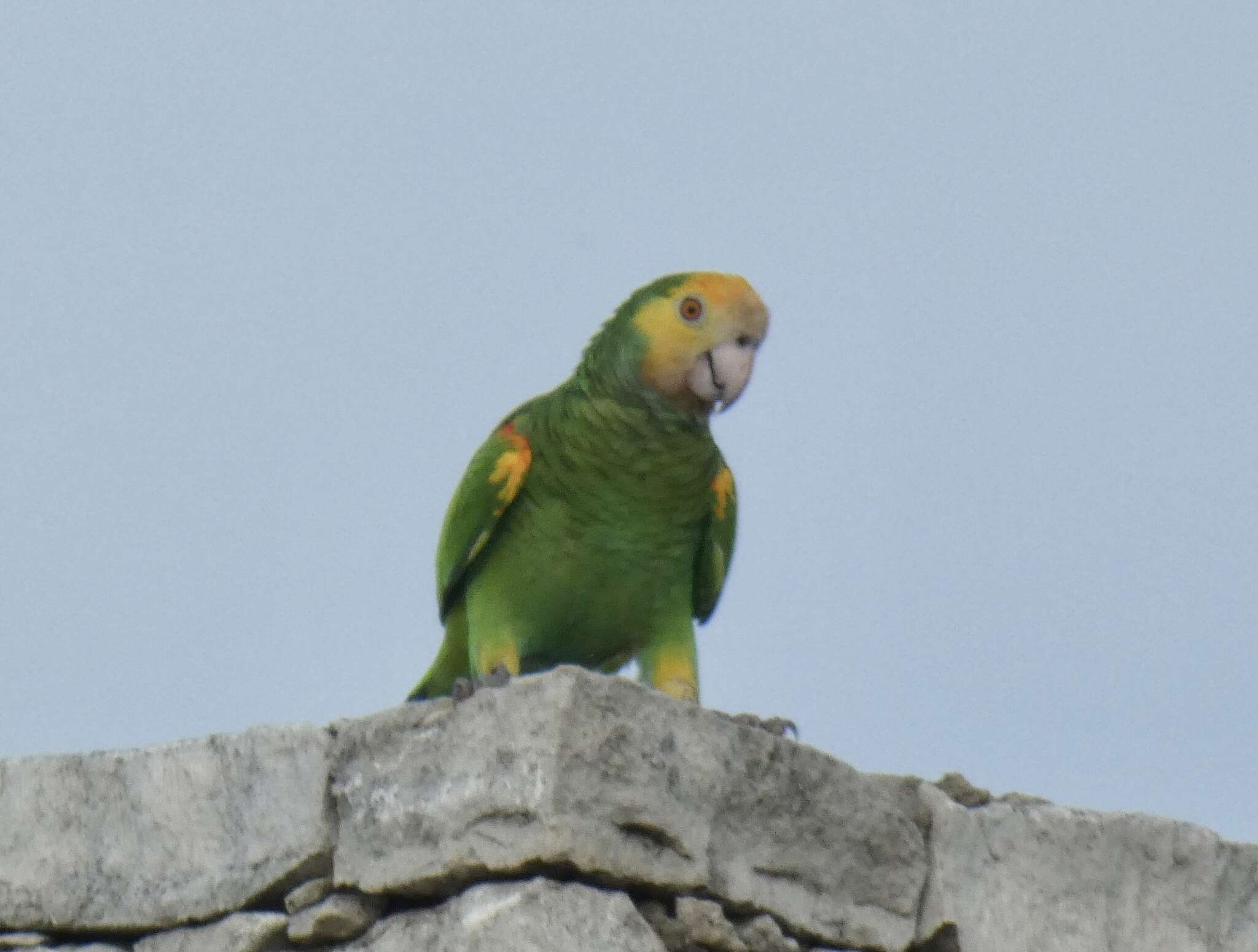 Image of Yellow-shouldered Amazon