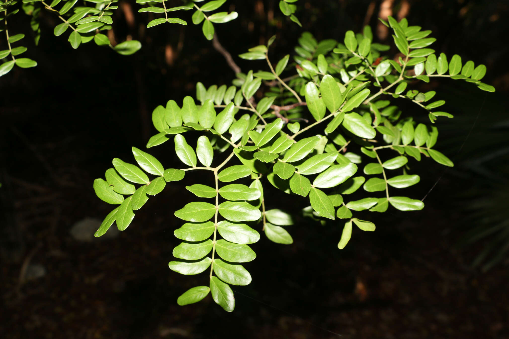 Слика од Vachellia choriophylla (Benth.) Seigler & Ebinger