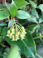 Symphysia racemosa (Vahl) Stearn resmi