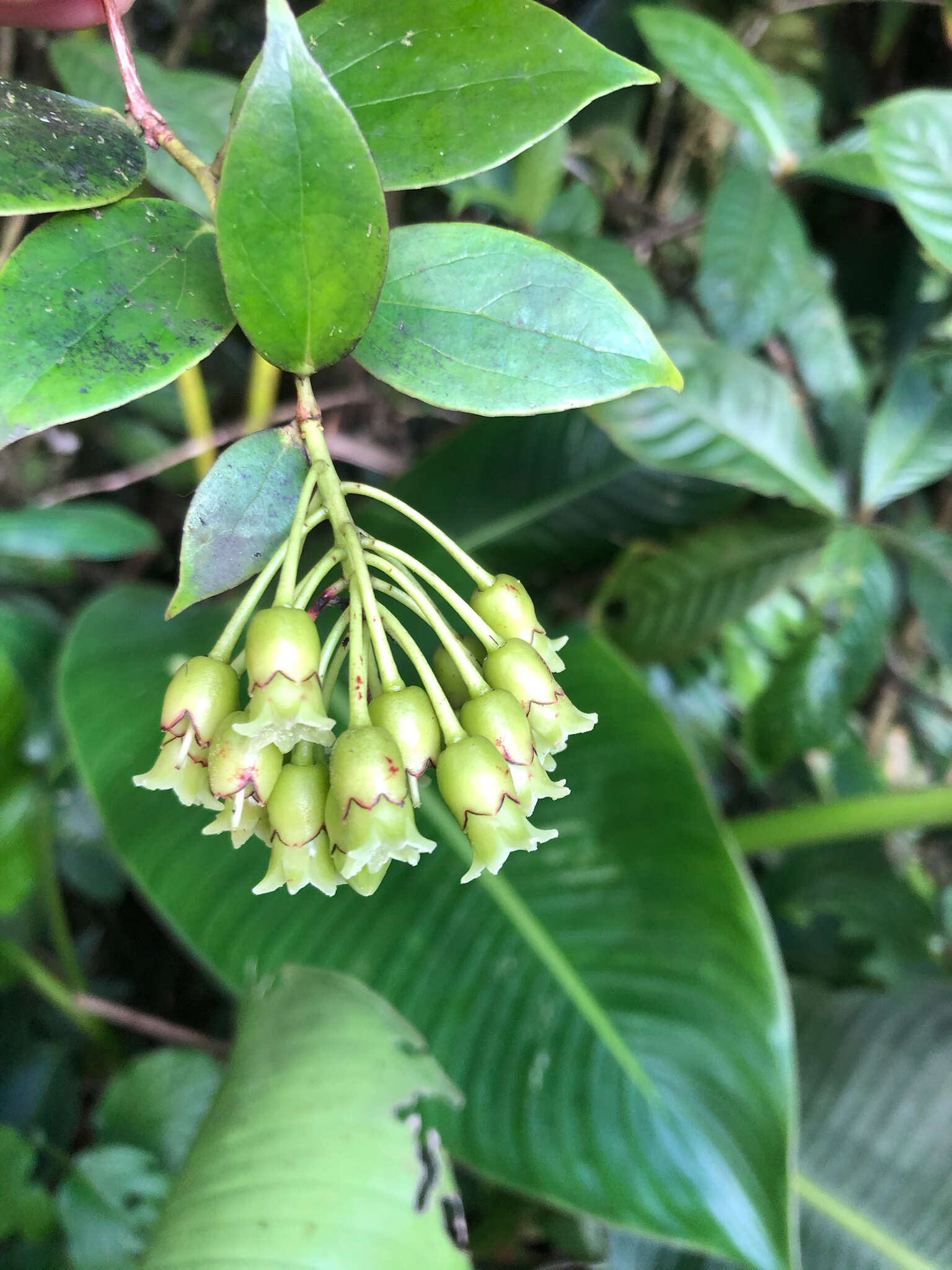 Слика од Symphysia racemosa (Vahl) Stearn