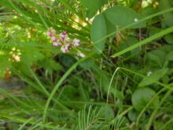 Image of liverleaf wintergreen