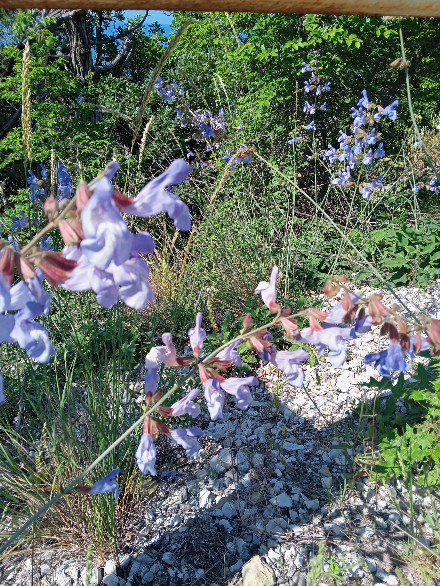 Image of Salvia ringens Sm.