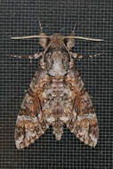 Image of Pink-spotted Hawkmoth