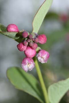 Image of common snowberry