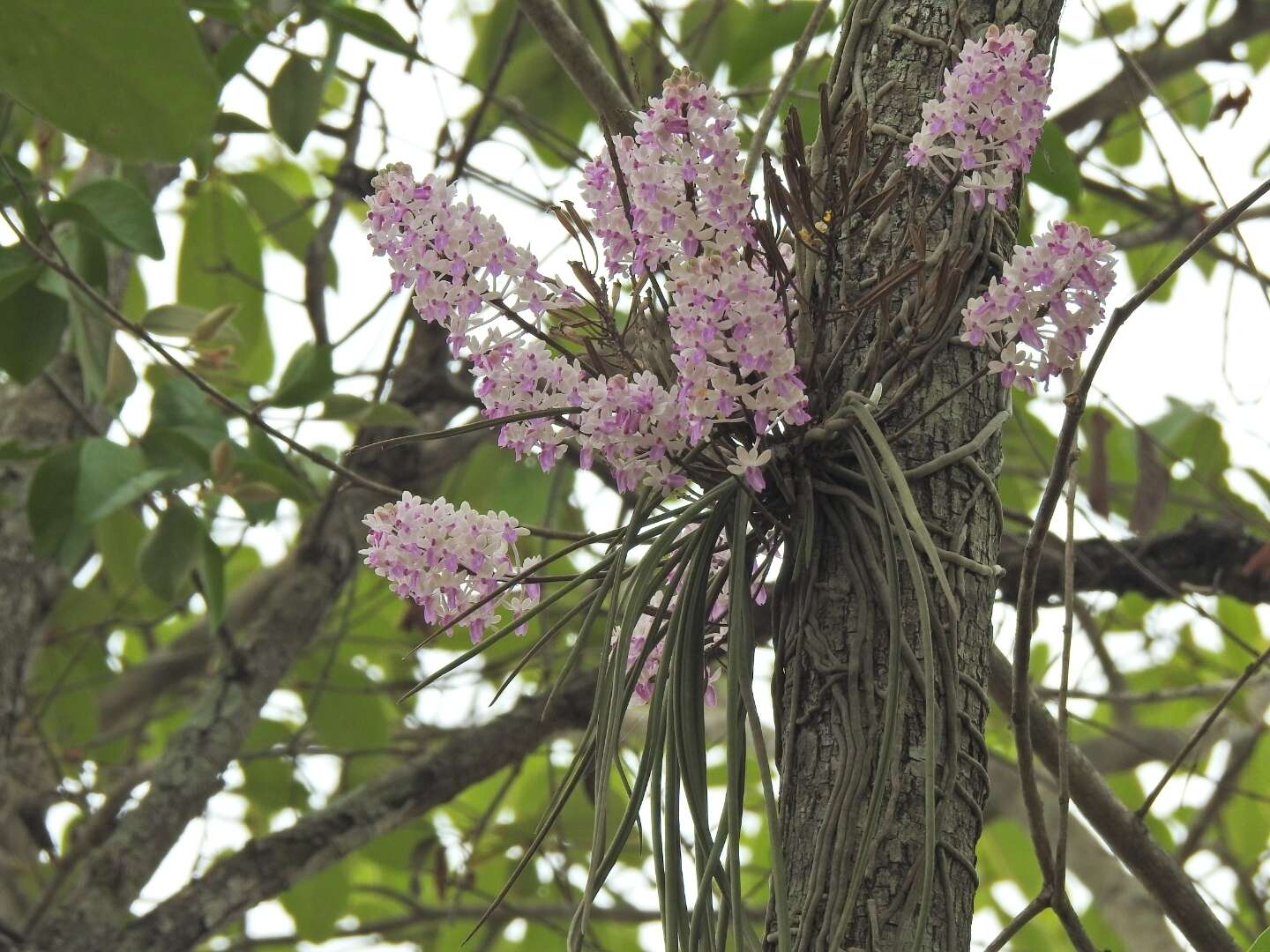 Image of Seidenfadenia mitrata (Rchb. fil.) Garay