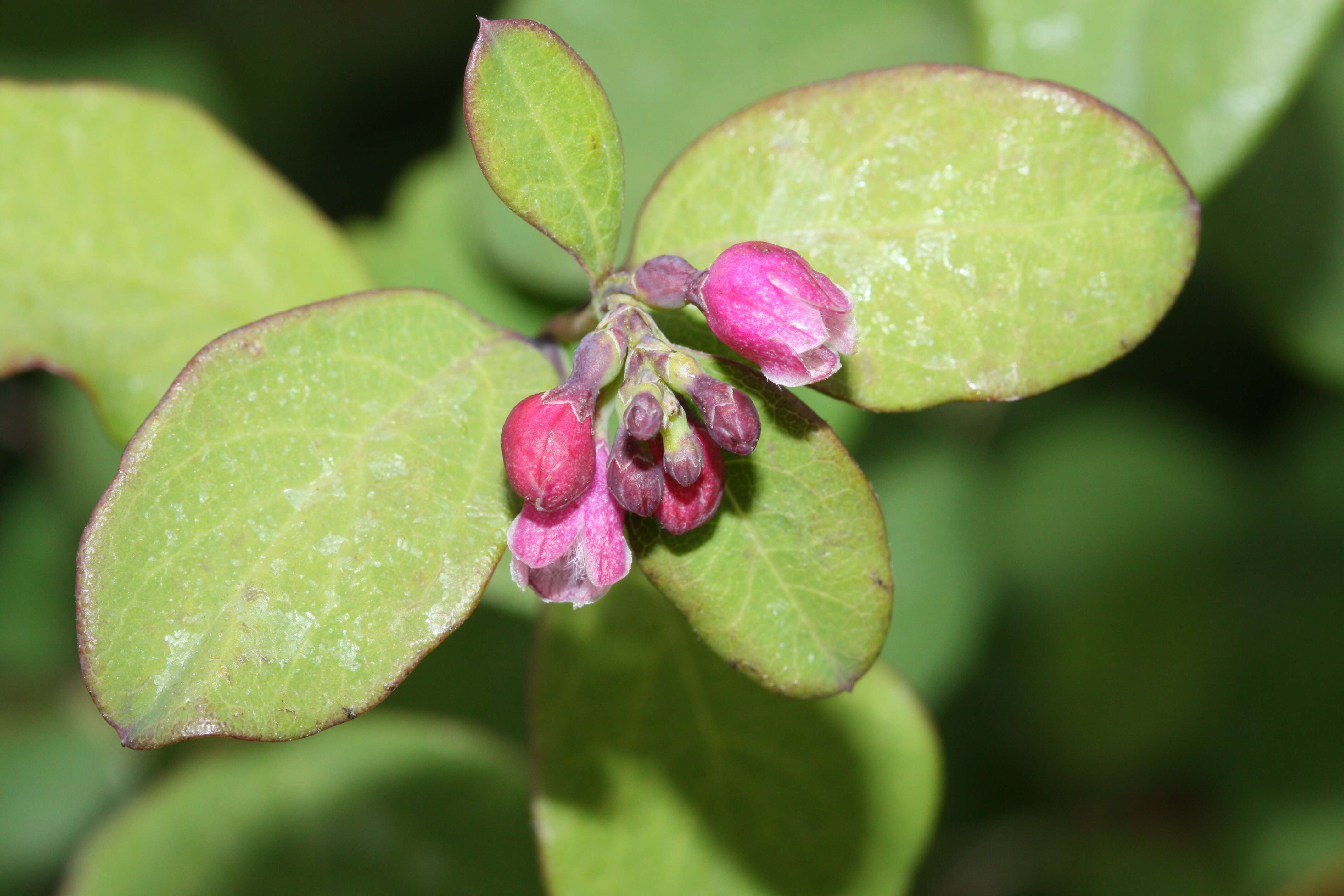 Image of common snowberry