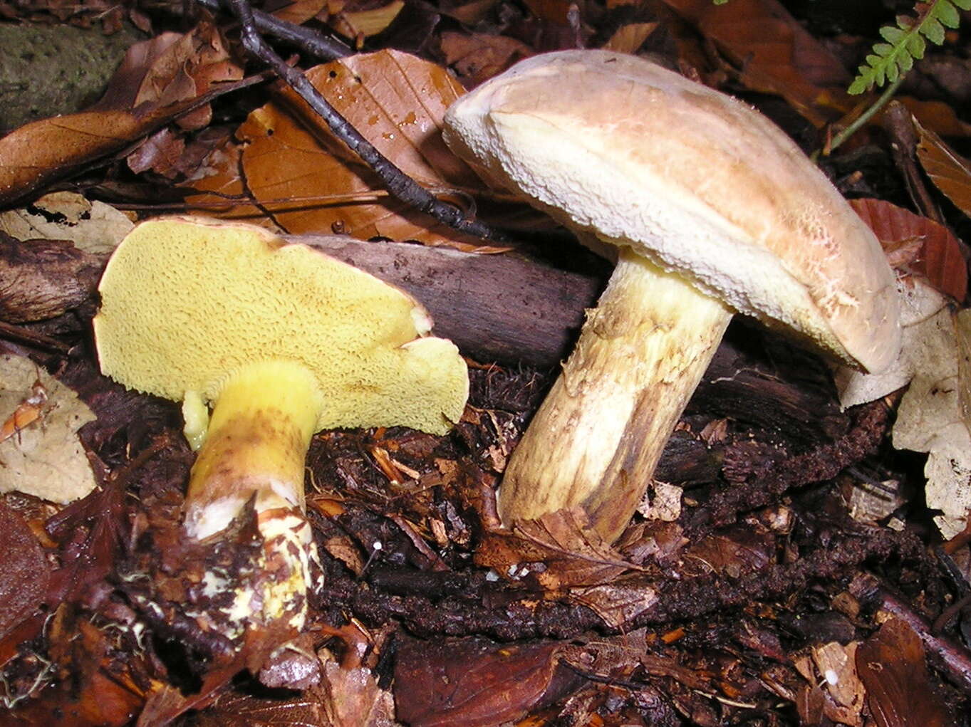 Image of Boletus subtomentosus L. 1753