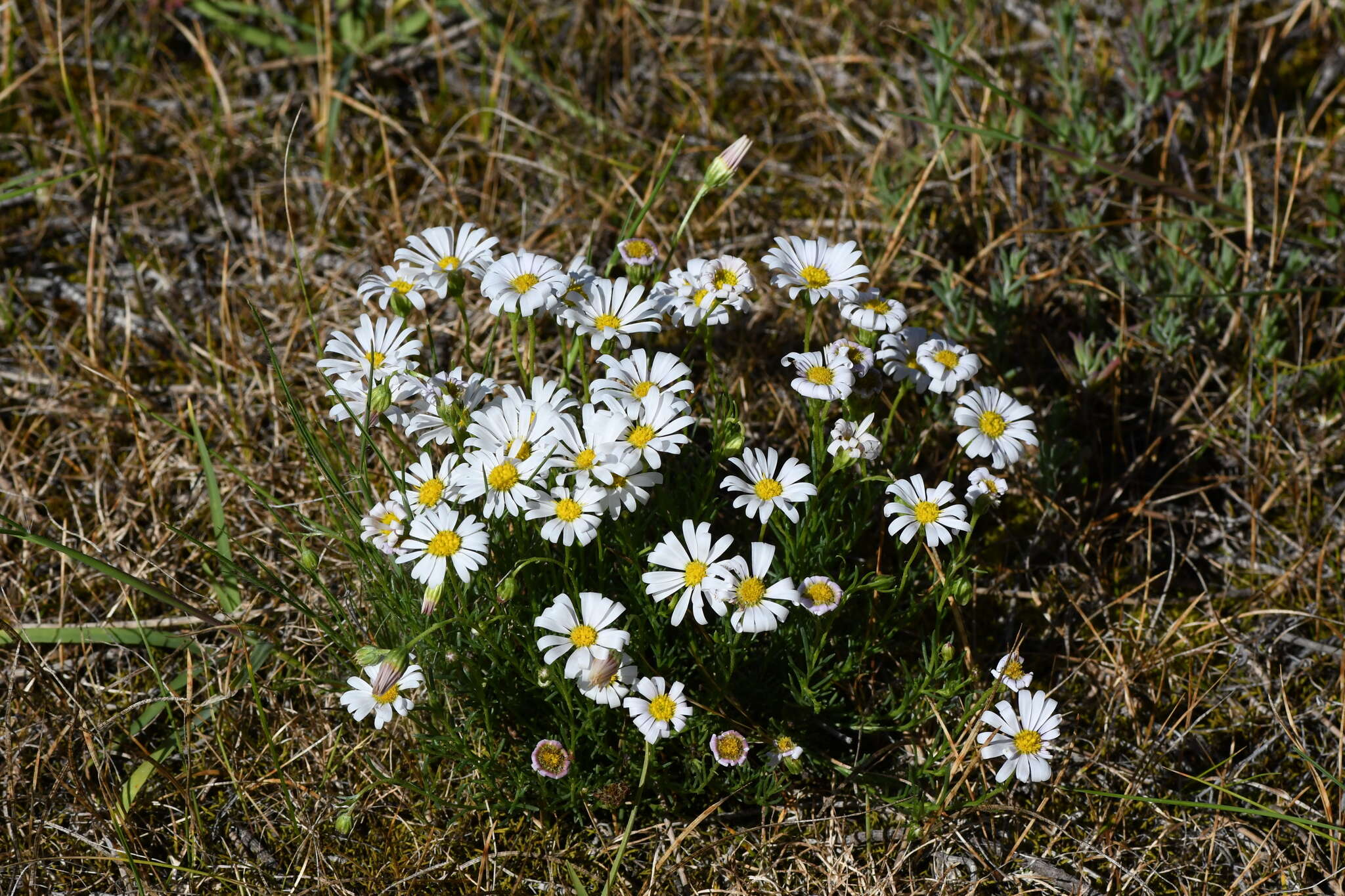 Image of Minuria leptophylla DC.