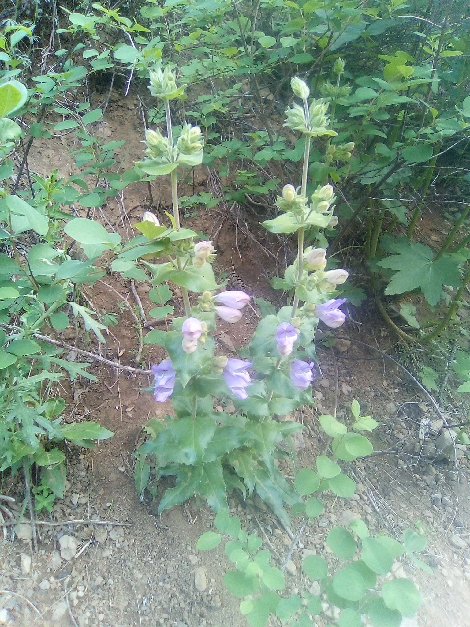 Image of stickystem penstemon