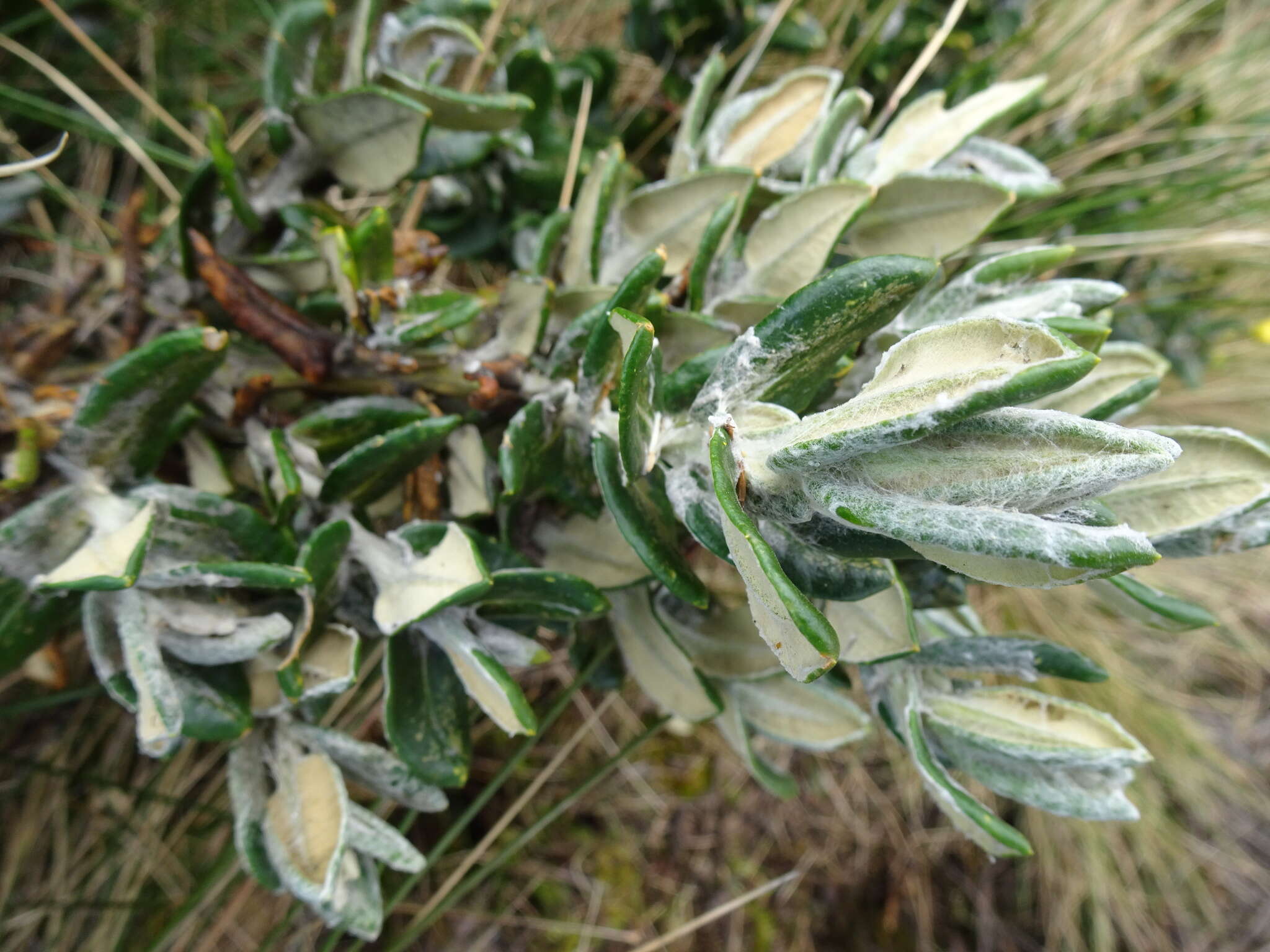 Image of Monticalia andicola (Turcz.) C. Jeffrey