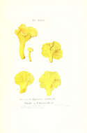 Image of Chanterelle