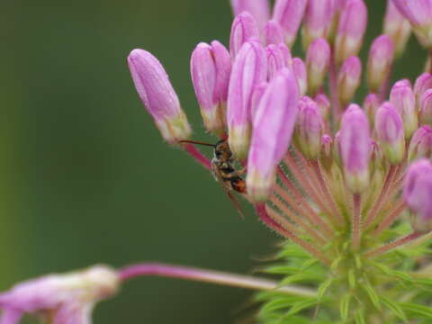 Imagem de Lasioglossum zephyrum (Smith 1853)