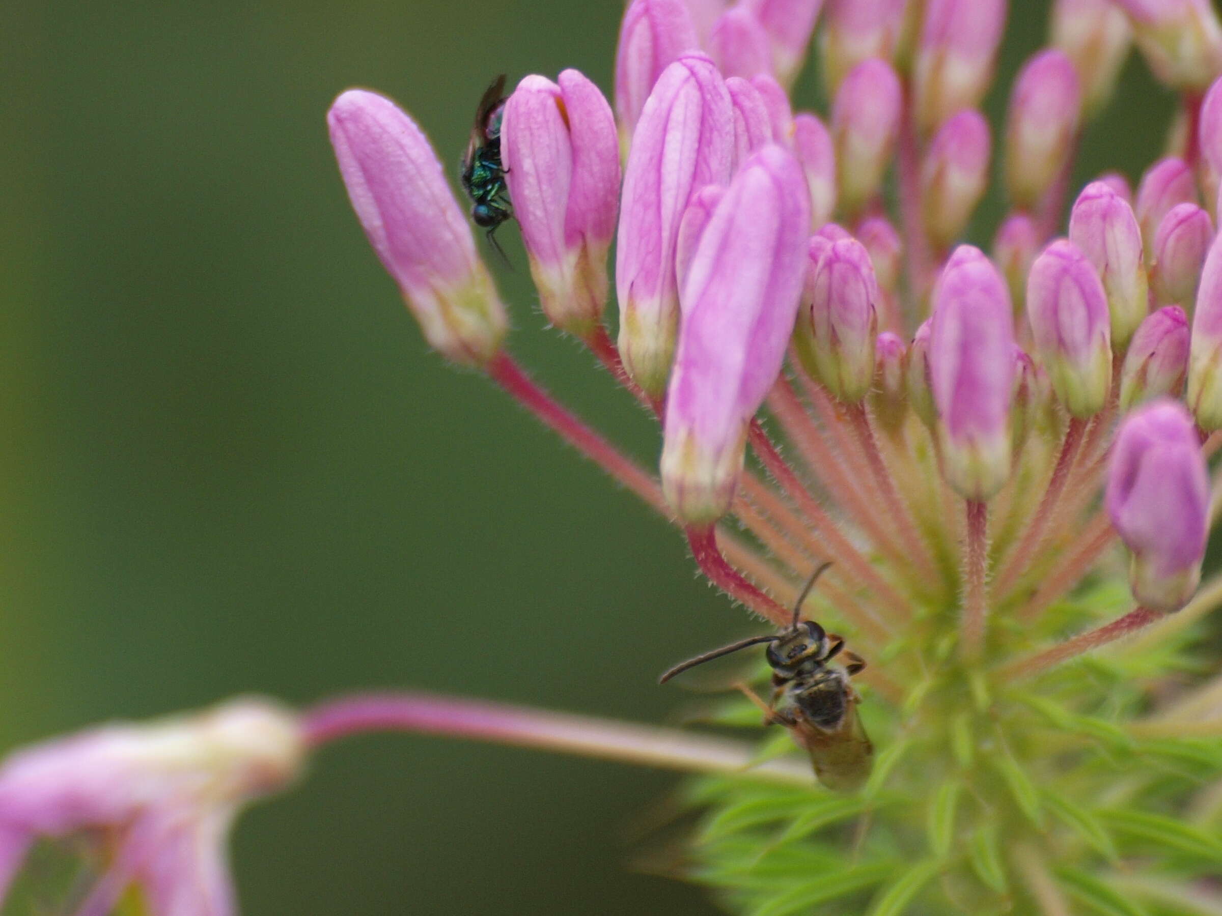 Imagem de Lasioglossum zephyrum (Smith 1853)