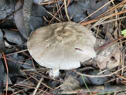 Image of Dark scaled mushroom