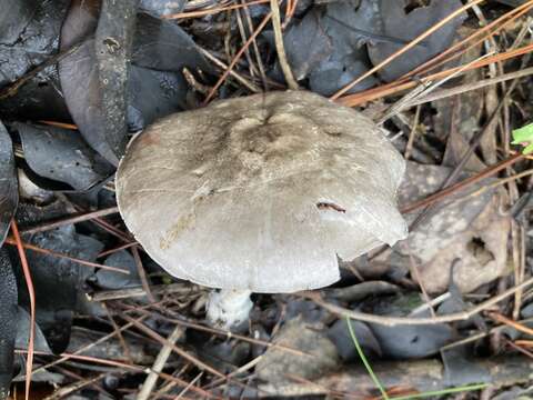 Image of Inky Agaricus