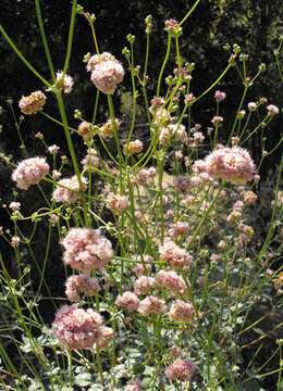 Imagem de Eriogonum grande Greene