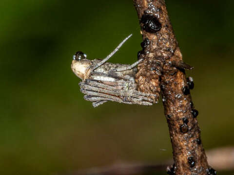 Image of Twig Orb-web Spiders