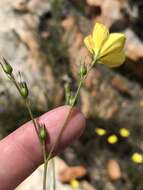 Plancia ëd Linum africanum L.