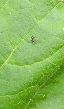 Image of Parapalaeosepsis plebeia (Meijere 1906)