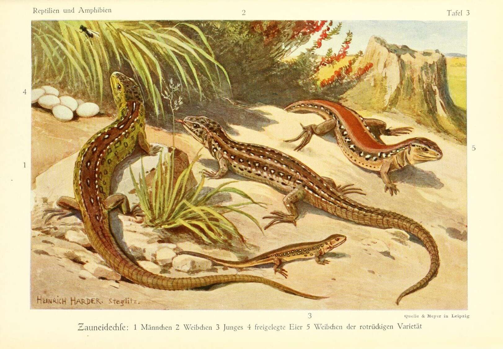 Image of Sand Lizard