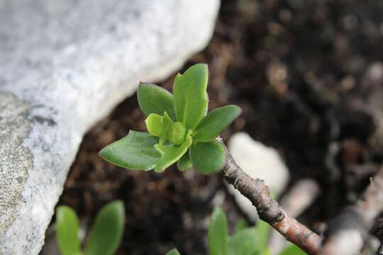 Image de Othonna arborescens L.