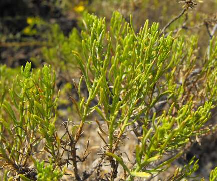 Image of turpentine bush