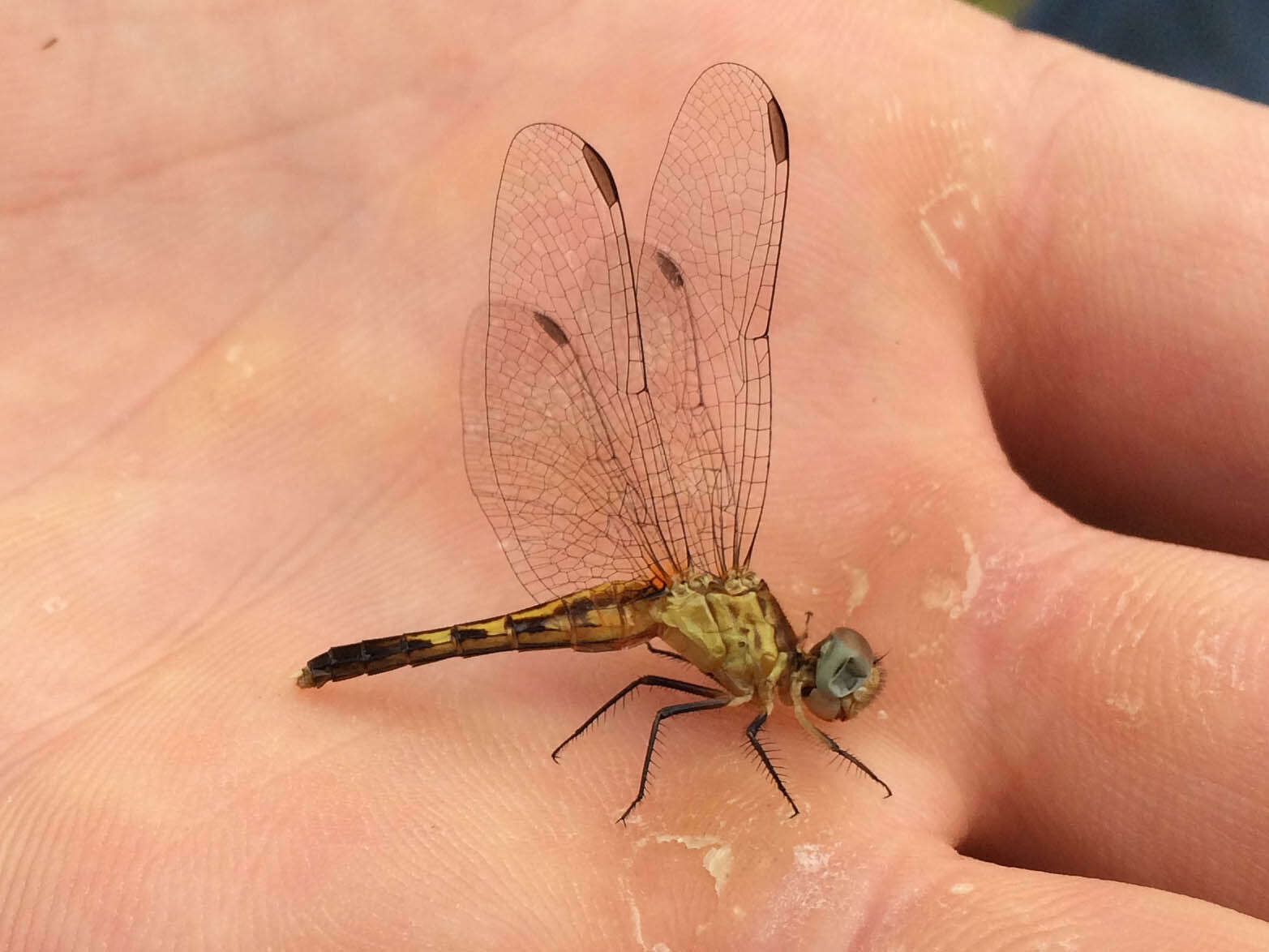 Image of Little Blue Dragonlet