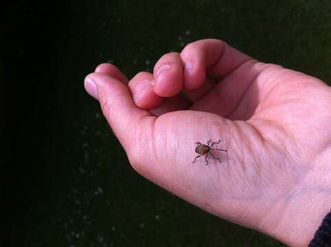 Image of Acorn weevil