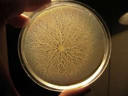 Bacillus subtilis resmi