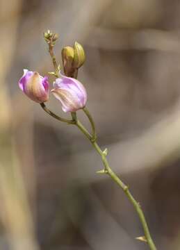 Image of Pine-pink