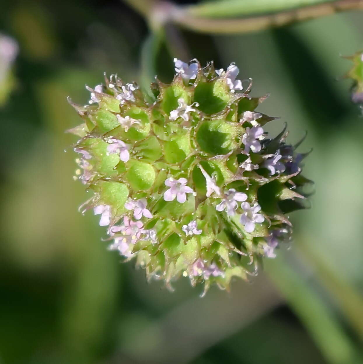 Image of Valerianella coronata (L.) DC.