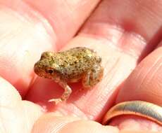 Image of Tandy's Sand Frog