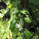 Image of Vitis girdiana