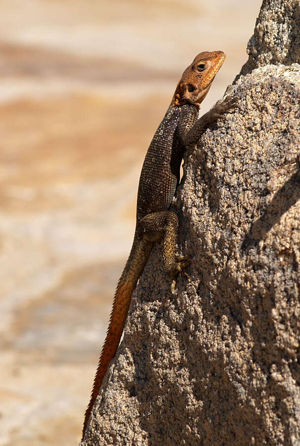 Image of Namib Rock Agama