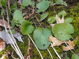 Image of golden ragwort