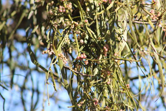 Image of Phoradendron ensifolium (Pohl ex DC.) Eichl.