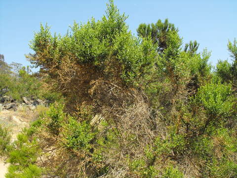 Image of Chaparral Broom