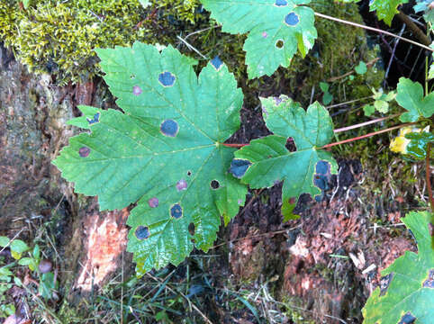 Image of European tar spot