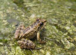 Image of Thoropa taophora (Miranda-Ribeiro 1923)