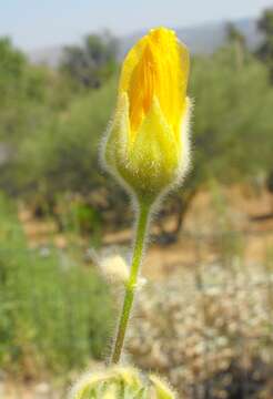 Image of Palmer's Indian mallow