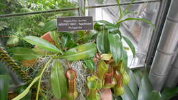 Image of Nepenthes burkei Mast.