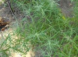 Image of San Diego sagewort