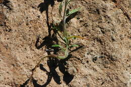 Image of lobularia