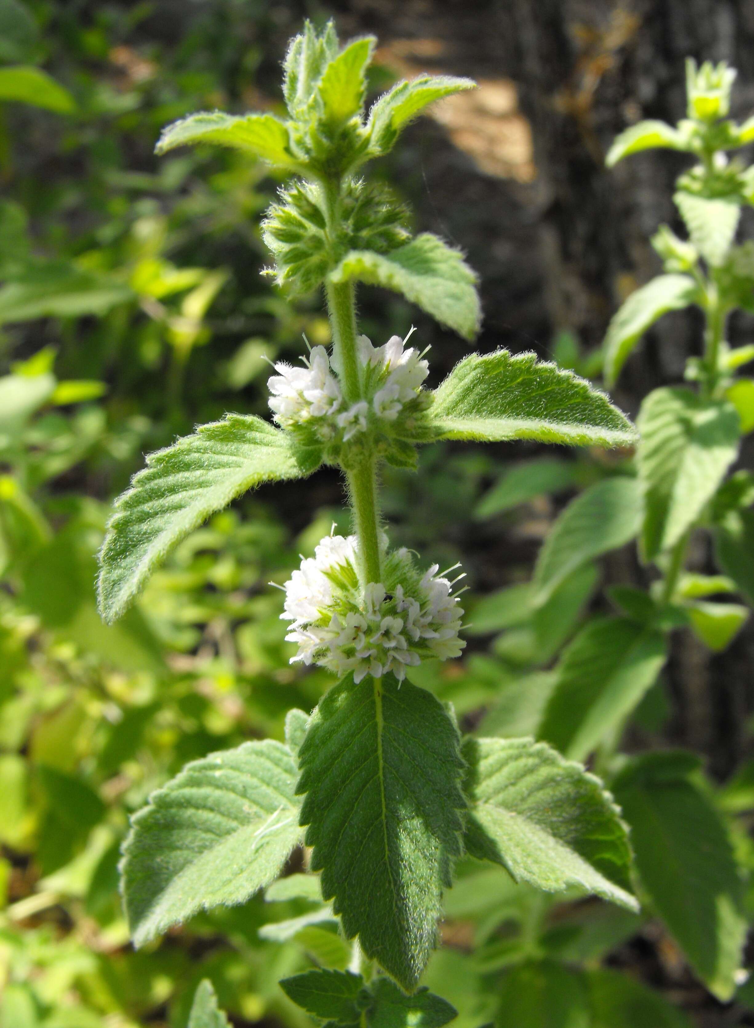 Image of wild mint