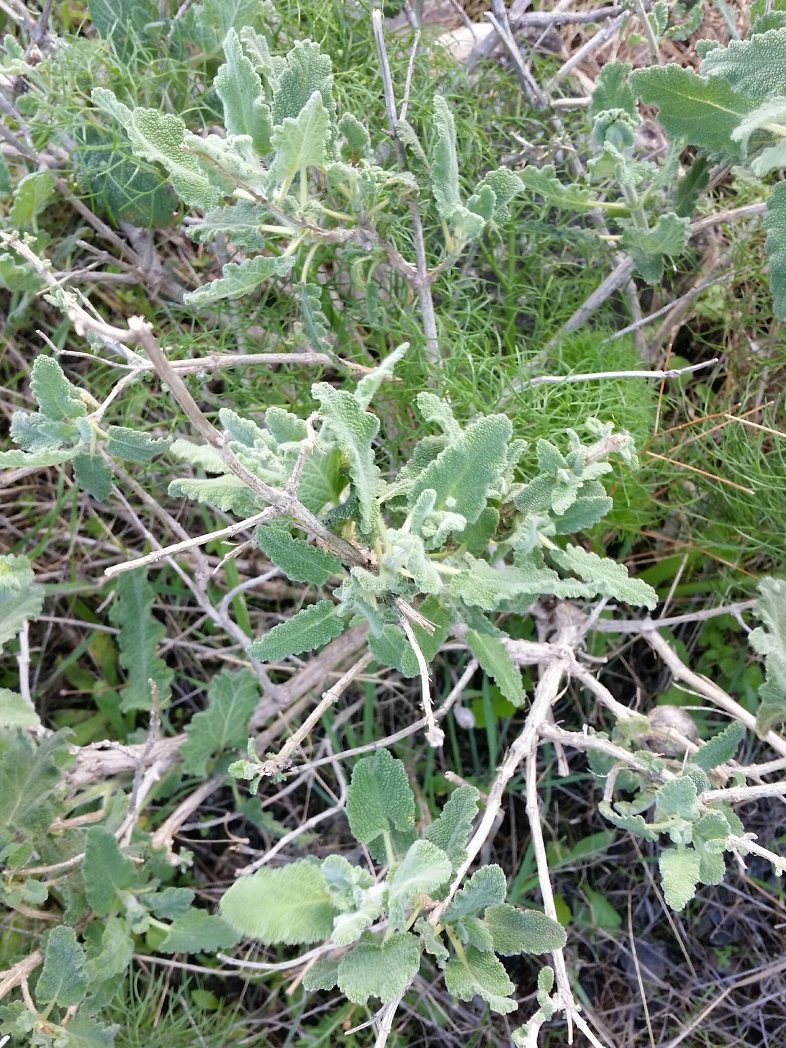 Sivun Salvia dominica L. kuva