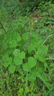 Imagem de Salvia tiliifolia Vahl