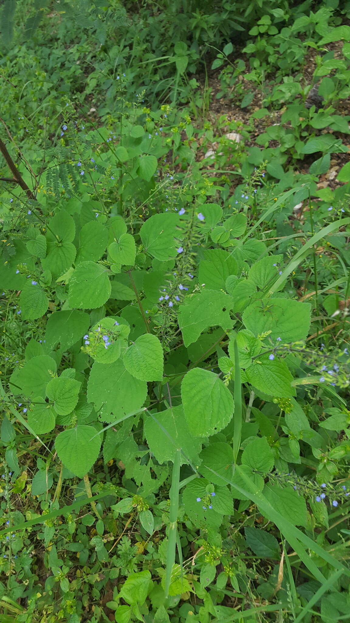 Imagem de Salvia tiliifolia Vahl