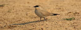 Image of Little Pratincole